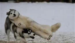 十大爱掉毛的宠物狗，第一名实至名归