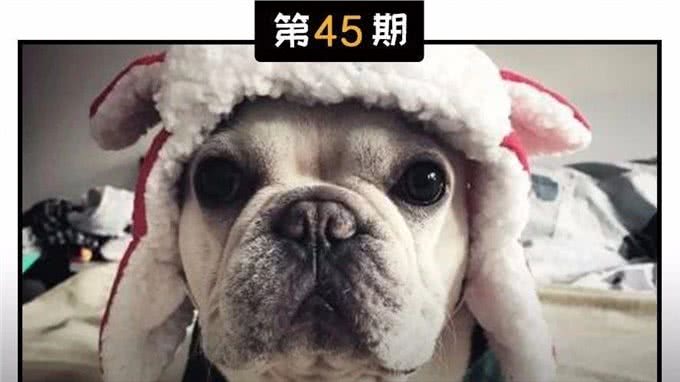 你一定要知道:四种最常见的犬类寄生虫及其症状