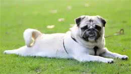 怎么训练狗狗定点大小便