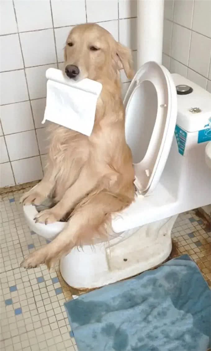 聊聊狗狗的生活—养狗心得分享—聊聊狗狗的事儿