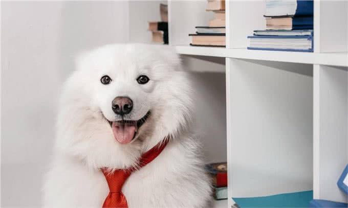 萨摩耶怎么养?新手家长一定要看