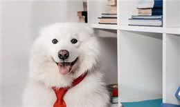 萨摩耶怎么养?新手家长一定要看