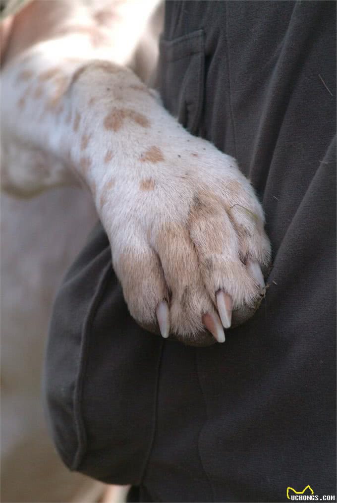 狗狗指甲长短不一或与腿痛有关主人如何帮助毛孩?