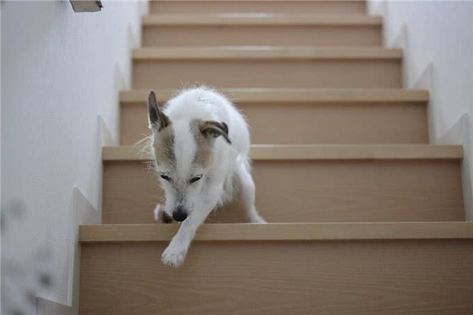 狗狗指甲长短不一或与腿痛有关主人如何帮助毛孩?