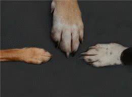 狗狗指甲长短不一或与腿痛有关主人如何帮助毛孩?
