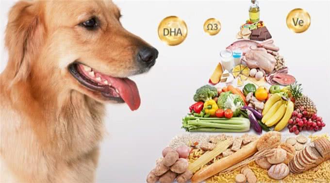 狗狗粑粑的颜色、形状、气味，作为铲屎官的你了解多少?