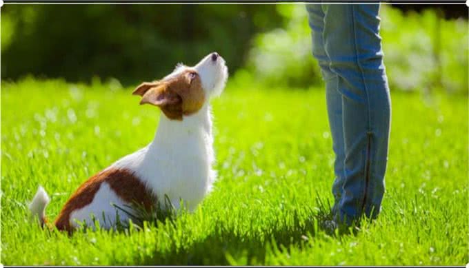 狗狗粑粑的颜色、形状、气味，作为铲屎官的你了解多少?