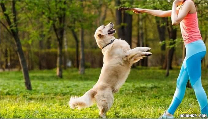 狗狗粑粑的颜色、形状、气味，作为铲屎官的你了解多少?