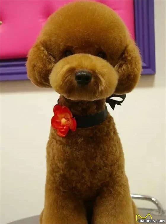 狗狗喜欢翻垃圾桶，除了调皮之外还可能是这些毛病，不要大意