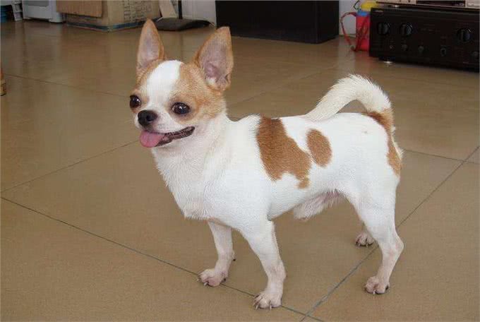 狗狗喜欢翻垃圾桶，除了调皮之外还可能是这些毛病，不要大意