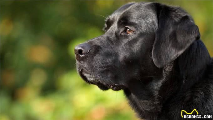 拉布拉多颜色这么多,为什么不建议养黑色的?