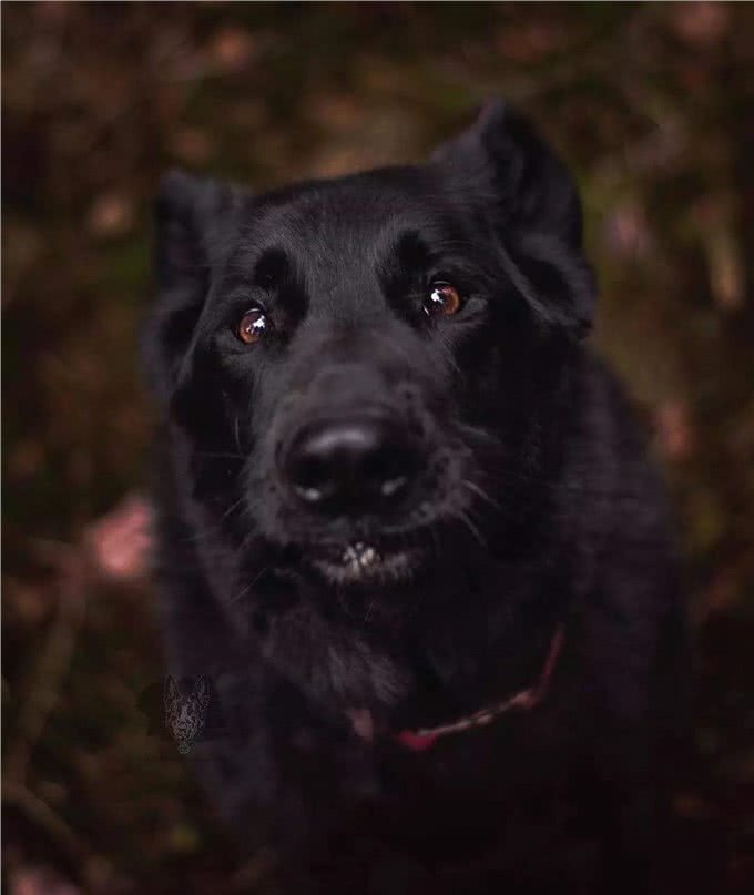 拉布拉多颜色这么多,为什么不建议养黑色的?