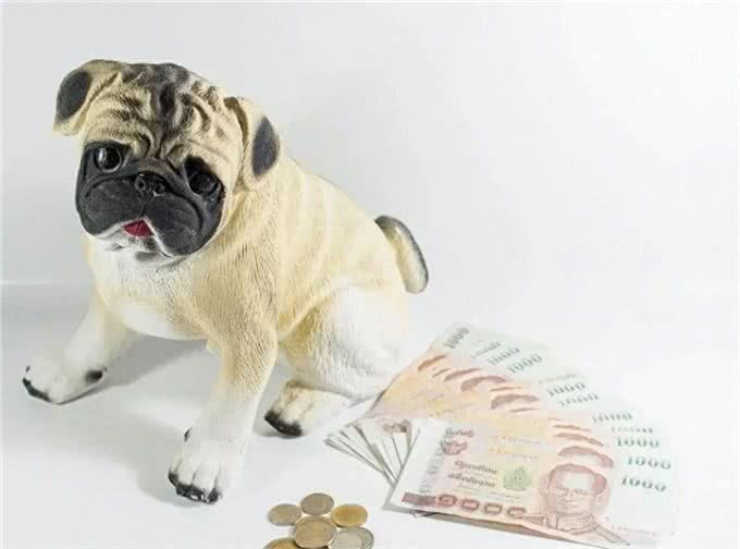 狗，选择骨头不选择钱，穷人，选择手机，不选择书，为什么?