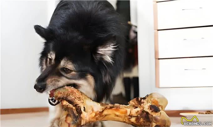 狗，选择骨头不选择钱，穷人，选择手机，不选择书，为什么?