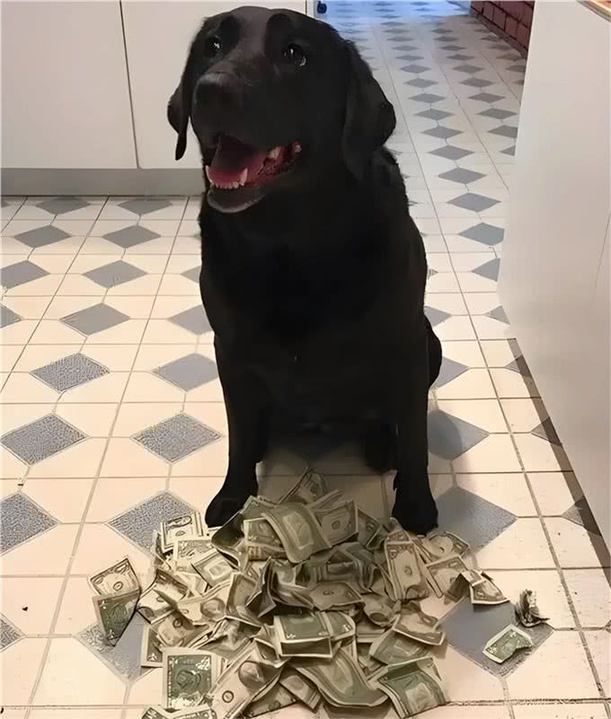 狗，选择骨头不选择钱，穷人，选择手机，不选择书，为什么?