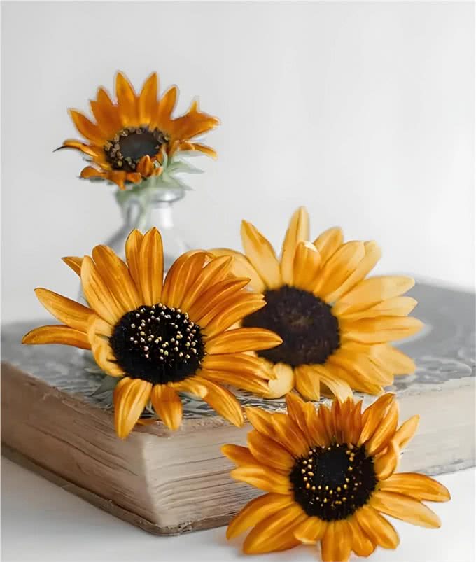 狗，选择骨头不选择钱，穷人，选择手机，不选择书，为什么?