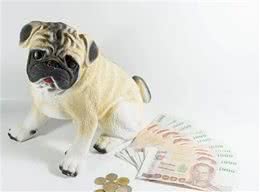 狗，选择骨头不选择钱，穷人，选择手机，不选择书，为什么?