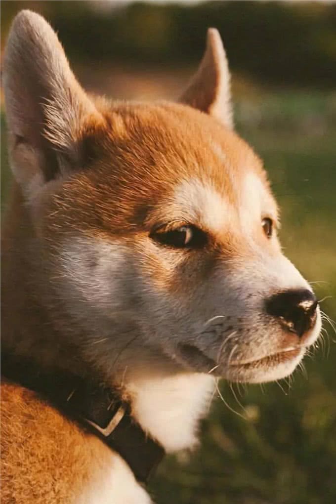 狗狗也有冠状病毒，你们知道吗?