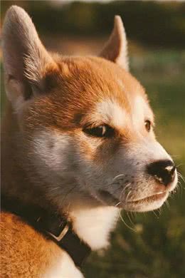 狗狗也有冠状病毒，你们知道吗?