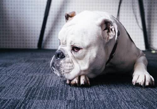 小宠治耳朵:狗狗得耳螨用什么药?宠物狗耳螨不用药怎样处理快?