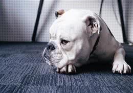 小宠治耳朵:狗狗得耳螨用什么药?宠物狗耳螨不用药怎样处理快?