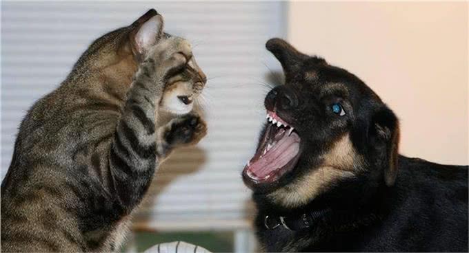猫狗为啥一见面就要打架,终于真相了!