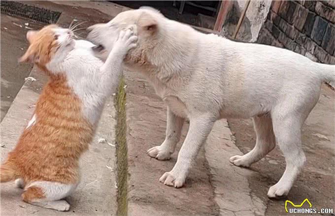 猫狗为啥一见面就要打架,终于真相了!