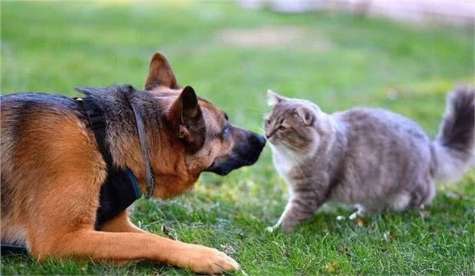 猫狗为啥一见面就要打架,终于真相了!