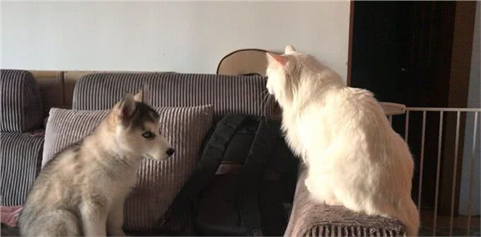 猫狗为啥一见面就要打架,终于真相了!