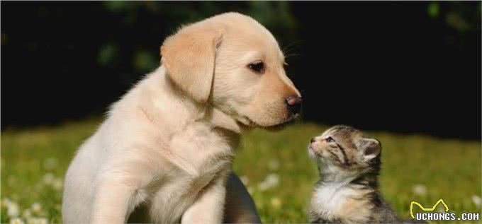 猫狗为啥一见面就要打架,终于真相了!