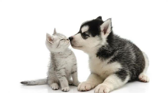 猫狗为啥一见面就要打架,终于真相了!