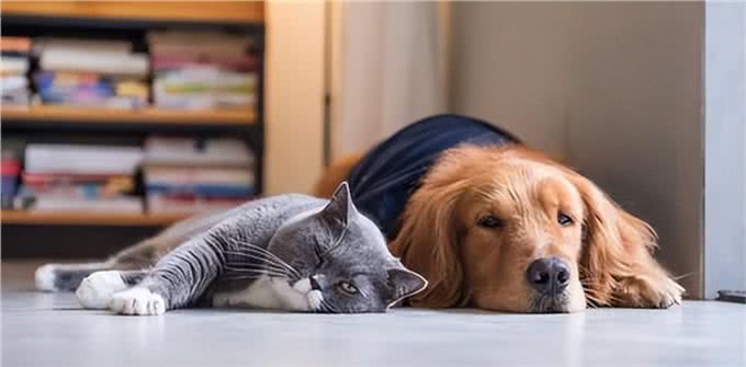 猫狗为啥一见面就要打架,终于真相了!