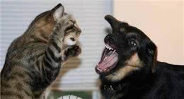 猫狗为啥一见面就要打架,终于真相了!
