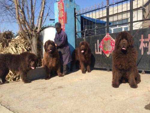 超温顺的几种狗，怎么撸都行，不会发火