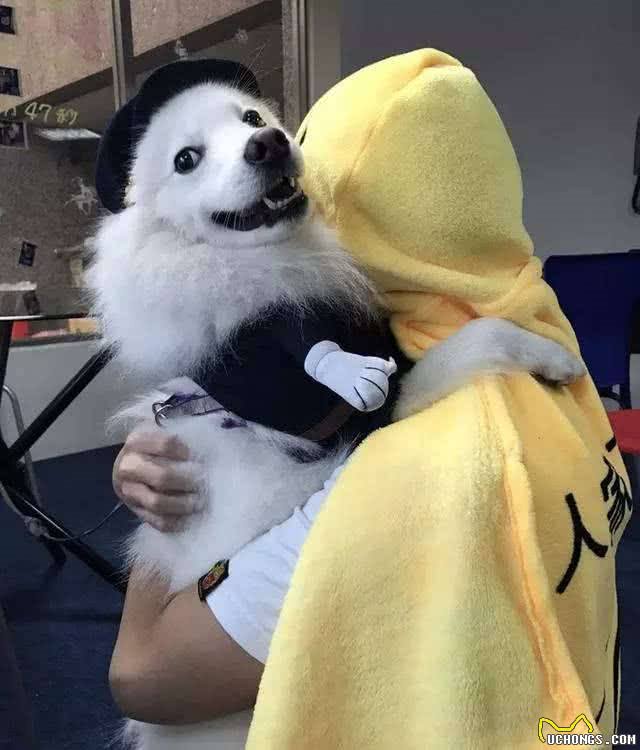 超温顺的几种狗，怎么撸都行，不会发火