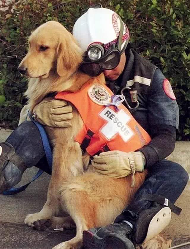 超温顺的几种狗，怎么撸都行，不会发火