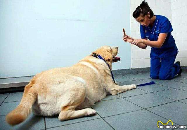 超温顺的几种狗，怎么撸都行，不会发火