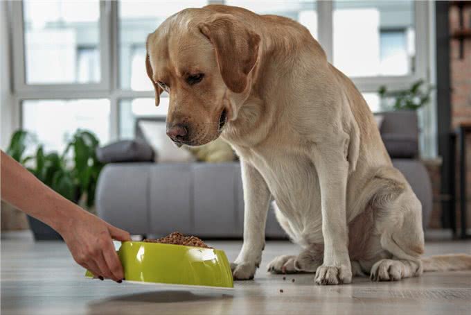 超温顺的几种狗，怎么撸都行，不会发火