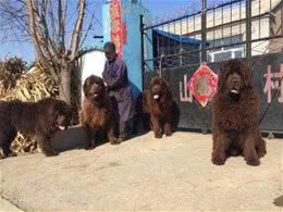 超温顺的几种狗，怎么撸都行，不会发火