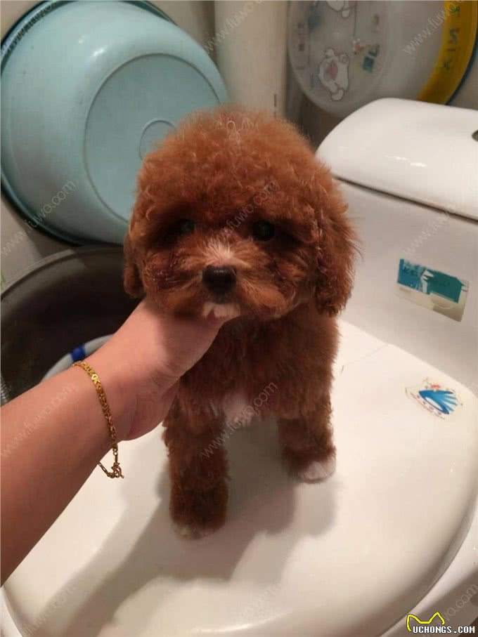 怎样训练狗狗去厕所大小便，应遵循这五个原则