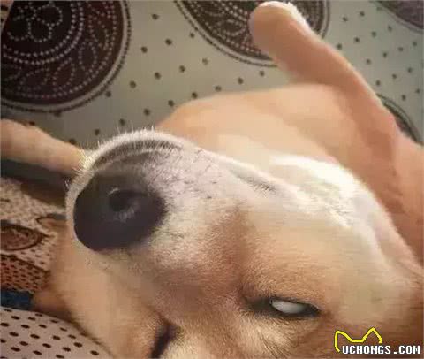 「科瑞卡科普」狗狗为什么突然没有精神了?