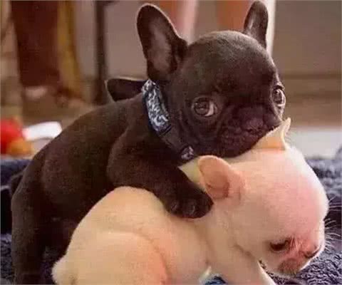 「科瑞卡科普」狗狗为什么突然没有精神了?