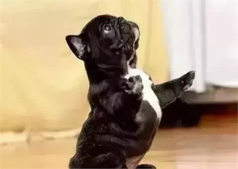 「科瑞卡科普」狗狗为什么突然没有精神了?