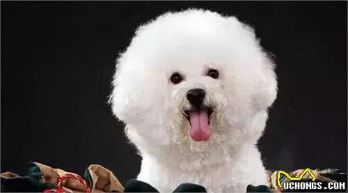 「科瑞卡科普」狗狗为什么突然没有精神了?