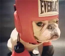 「科瑞卡科普」狗狗为什么突然没有精神了?