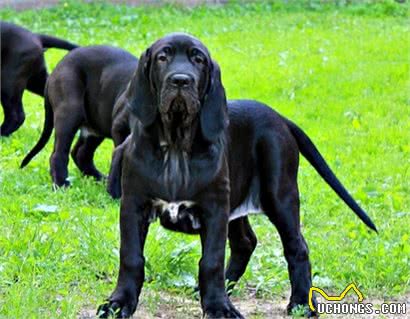 嗅觉敏锐的巴西獒犬臭名昭著的原因，曾被指使追逐逃跑奴隶