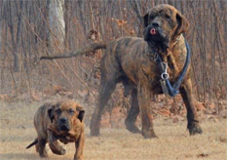 嗅觉敏锐的巴西獒犬臭名昭著的原因，曾被指使追逐逃跑奴隶