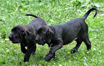 嗅觉敏锐的巴西獒犬臭名昭著的原因，曾被指使追逐逃跑奴隶