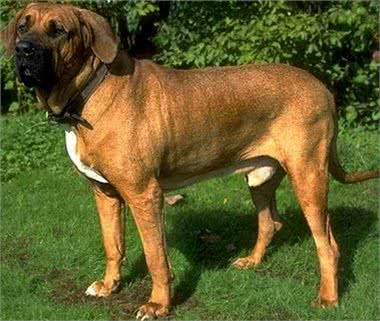 嗅觉敏锐的巴西獒犬臭名昭著的原因，曾被指使追逐逃跑奴隶