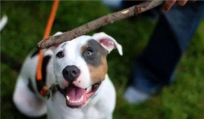 不管你和狗狗关系多好，这7件事，记得别对它做